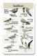 Seashore SongCArd.jpg